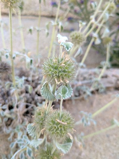 Marrubium supinum, photographed by Denys Vynokurov