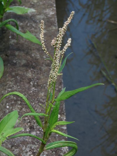Persicaria barbata, photographed by chiuluan