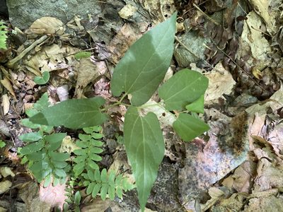 Aristolochia serpentaria, photographed by Carol Ann McCormick
