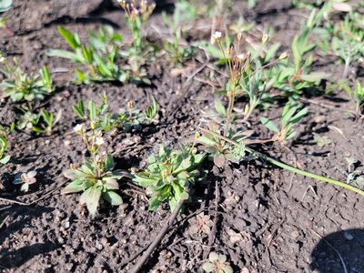 Androsace septentrionalis, photographed by Lauren Markewicz