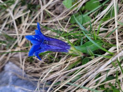 Gentiana clusii, photographed by Elias