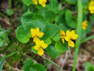 Viola biflora, photographed by Elias
