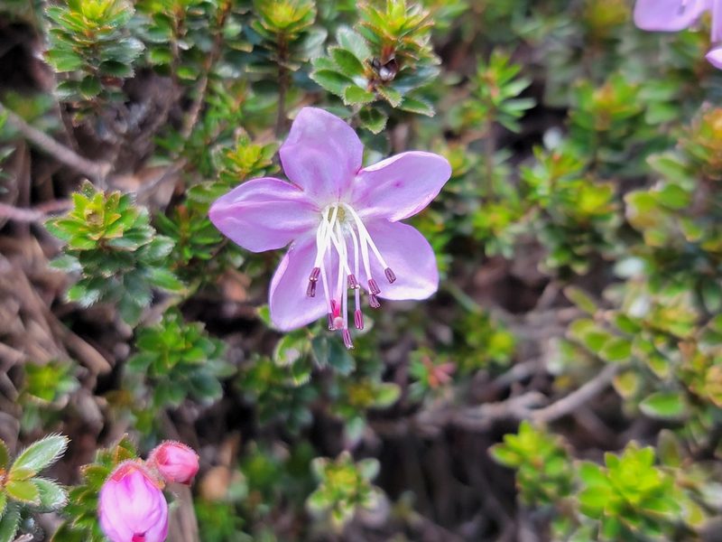Rhodothamnus chamaecistus, photographed by Elias