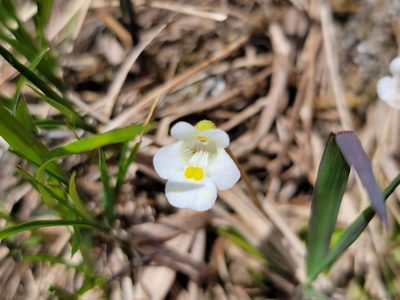 Pinguicula alpina, photographed by Elias