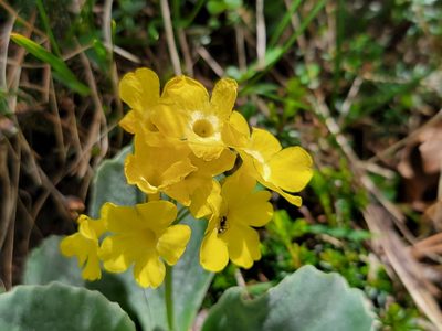 Primula auricula, photographed by Elias