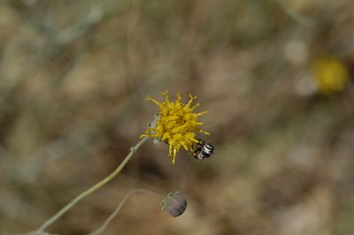 Thelesperma megapotamicum, photographed by Elliott Gordon