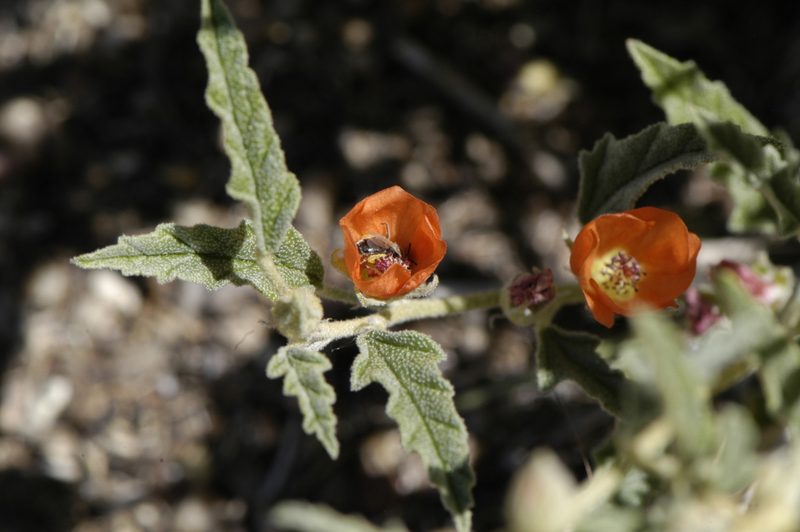 Sphaeralcea hastulata, photographed by Elliott Gordon