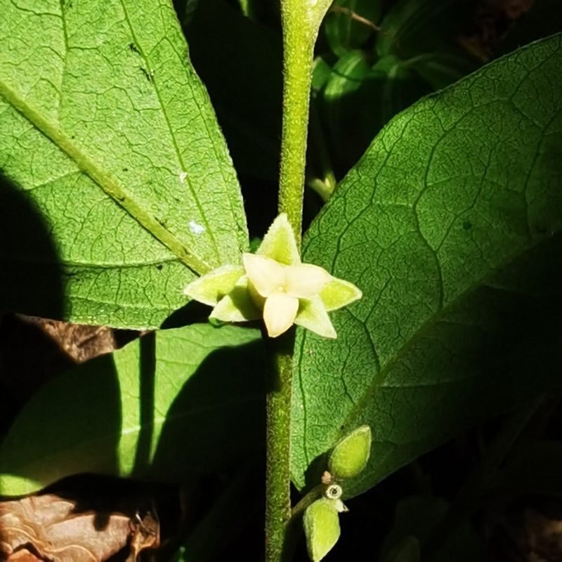Diospyros acapulcensis, photographed by Eduardo Chacón Madrigal
