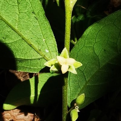 Diospyros acapulcensis, photographed by Eduardo Chacón Madrigal