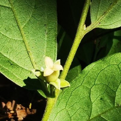 Diospyros acapulcensis, photographed by Eduardo Chacón Madrigal