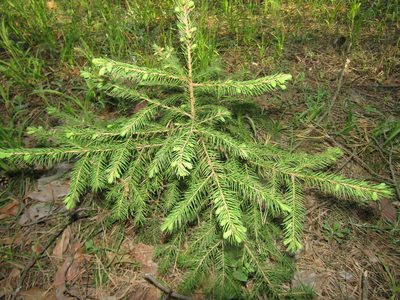 Picea abies, photographed by snaily_naily