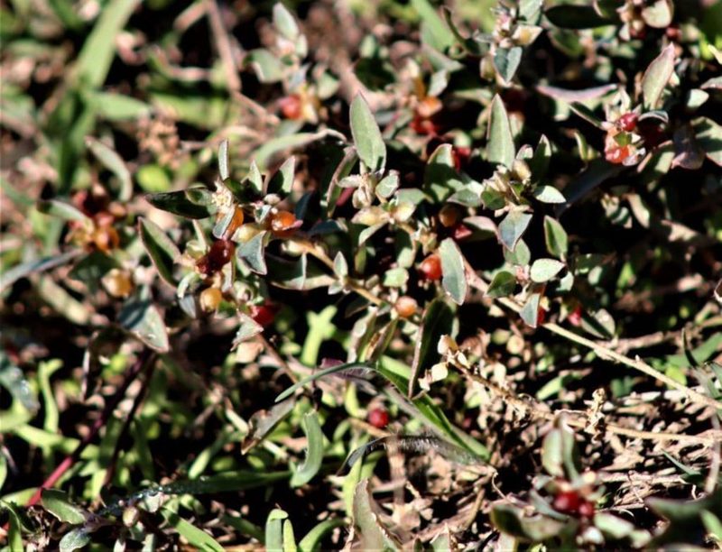 Atriplex semibaccata, photographed by Dave Brown