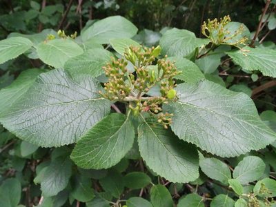 Viburnum lantana, photographed by Zeke Marshall