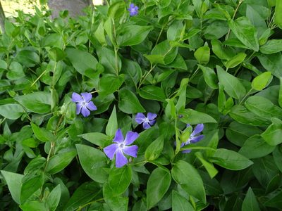 Vinca major, photographed by Zeke Marshall