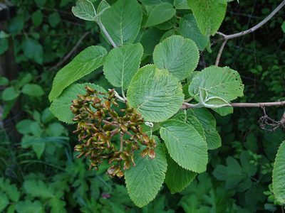 Viburnum lantana, photographed by Zeke Marshall