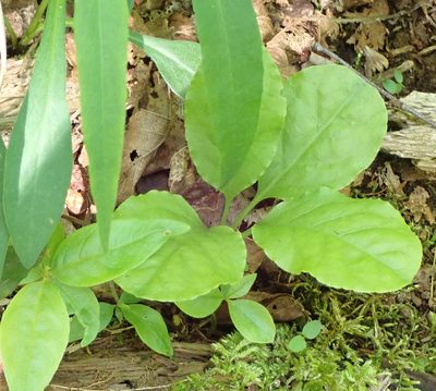 Pyrola elliptica, photographed by CatherineK