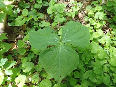 Trillium erectum, photographed by CatherineK