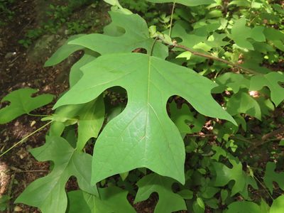 Liriodendron tulipifera, photographed by Mila C.