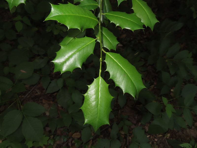 Ilex opaca, photographed by Mila C.