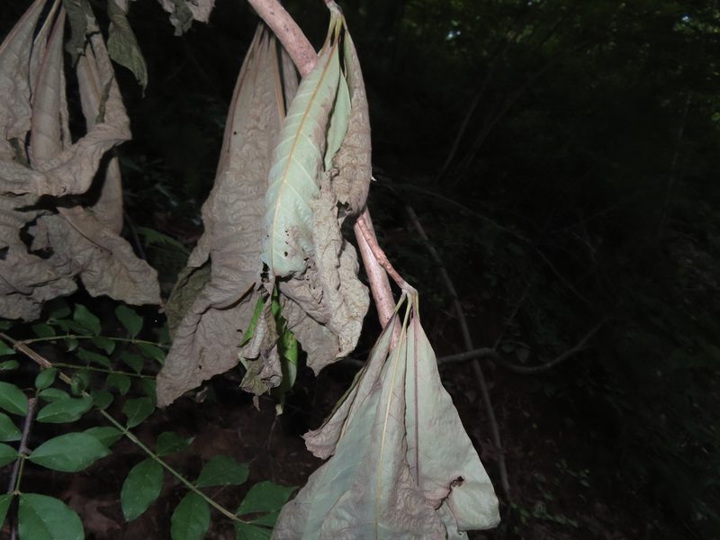 Magnolia tripetala, photographed by Mila C.
