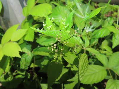Cryptotaenia canadensis, photographed by Mila C.