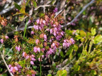 Erica carnea, photographed by Elias