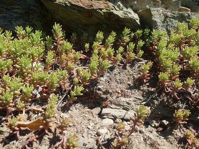 Sedum album, photographed by ahabo