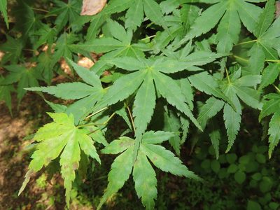 Acer palmatum, photographed by Mila C.