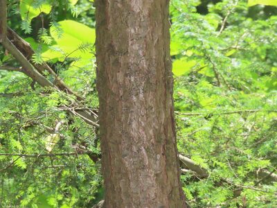 Tsuga canadensis, photographed by Mila C.