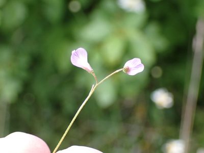 Vicia tetrasperma, photographed by SK53