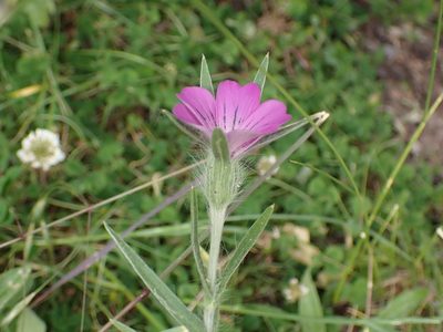 Agrostemma githago, photographed by SK53