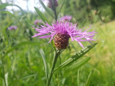 Centaurea jacea, photographed by ahabo