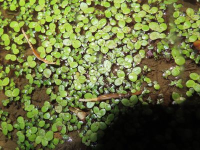 Lemna minor, photographed by Mila C.