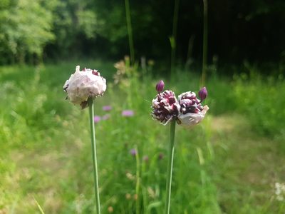 Allium scorodoprasum, photographed by ahabo