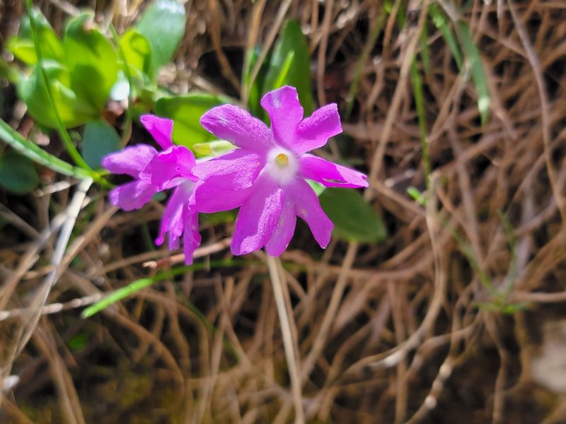 Primula clusiana, photographed by Elias