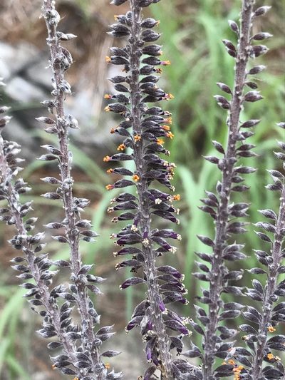 Amorpha paniculata, photographed by Laura Clark