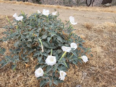 Datura wrightii, photographed by Stephanie Coffman
