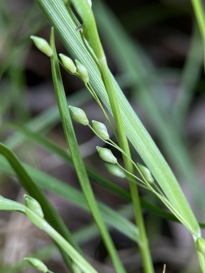 Dichanthelium depauperatum, photographed by Zihao Wang
