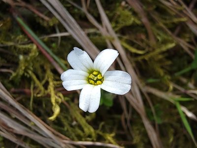 Saxifraga androsacea, photographed by Elias