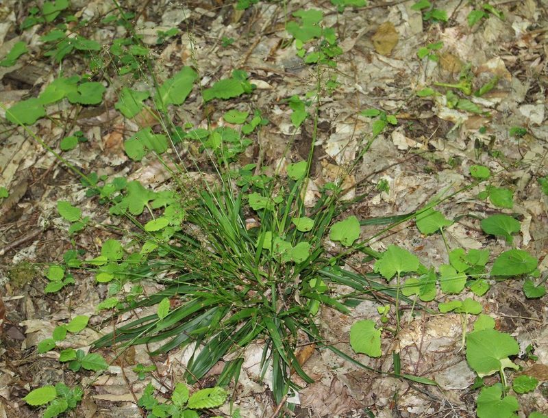 Luzula forsteri, photographed by Юрий Данилевский (Yuriy Danilevsky)