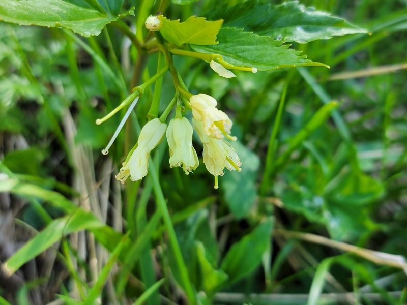 Cardamine enneaphyllos, photographed by Elias