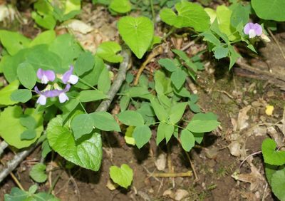 Lathyrus laxiflorus, photographed by Юрий Данилевский (Yuriy Danilevsky)