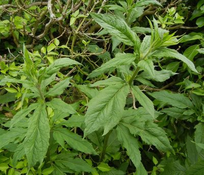 Eupatorium cannabinum, photographed by Jon Mortin