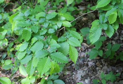 Carpinus orientalis, photographed by Юрий Данилевский (Yuriy Danilevsky)