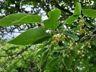 Diospyros virginiana, photographed by florawhite