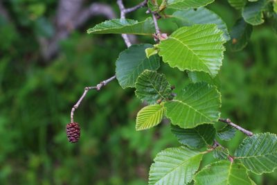 Alnus incana, photographed by CorentinD