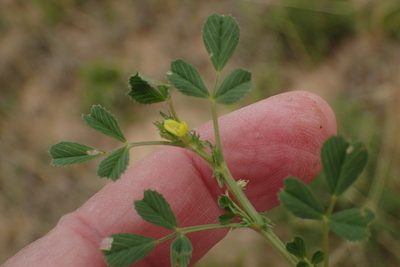 Medicago laciniata, photographed by Nicola van Berkel