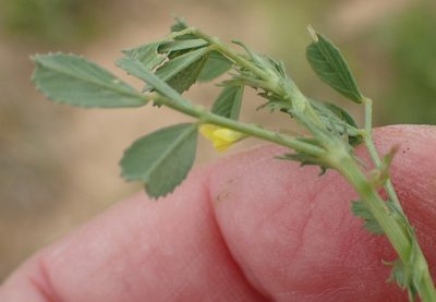 Medicago laciniata, photographed by Nicola van Berkel
