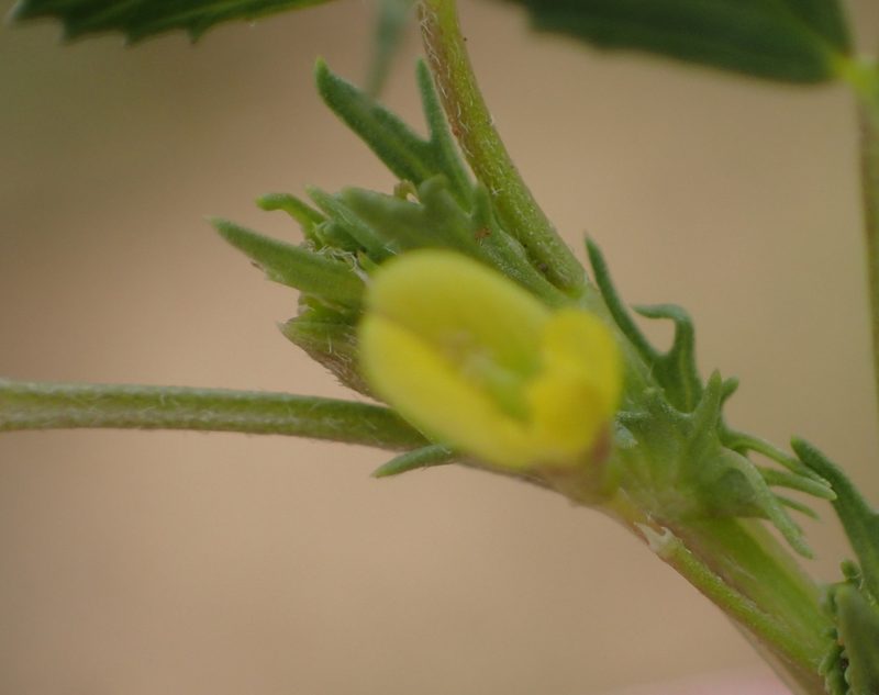 Medicago laciniata, photographed by Nicola van Berkel