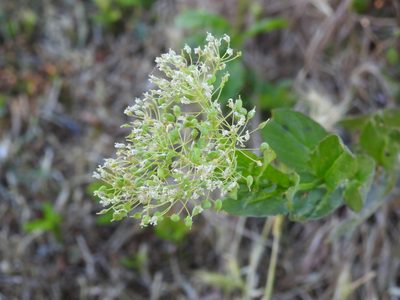 Lepidium draba, photographed by Yann Kemper